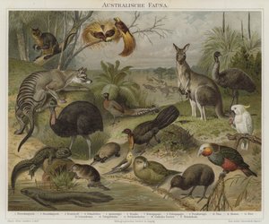 Australasian fauna