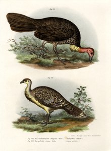Australian Brush-Turkey by German School