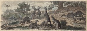 Australian Wildlife (Coloured Engraving)