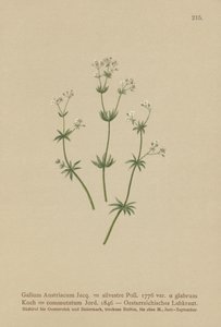 Austrian Bedstraw by German School