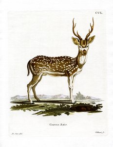 Axis Deer by German School