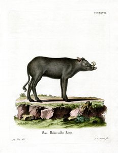 Babirusa by German School