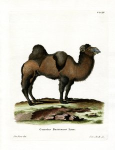 Bactrian Camel