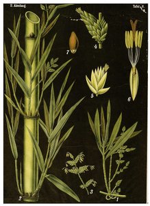 Bamboo