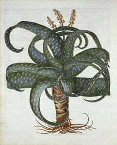Barbados Aloe, from Hortus Eystettensis by German School