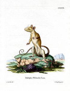 Bare-tailed Woolly Opossum by German School