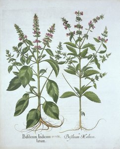 Basil, from Hortus Eystettensis