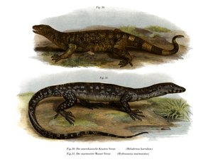 Beaded Lizard