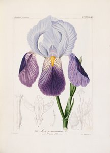 Bearded iris, engraved by Ch. Schnorr