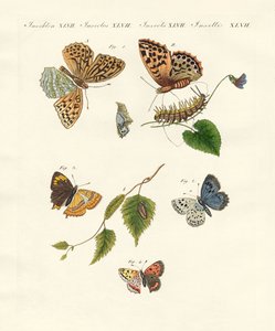 Beautiful German Butterflies