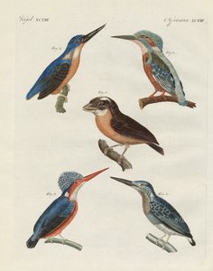 Beautiful Birds