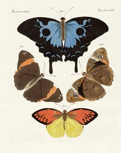 Beautiful Foreign Butterflies by German School