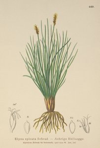 Bellardis Bog Sedge by German School
