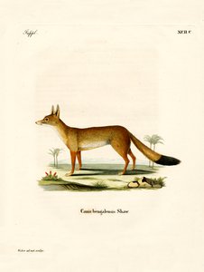 Bengal Fox by German School