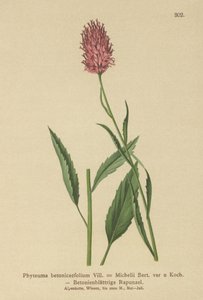 Betony-leaved Rampion by German School