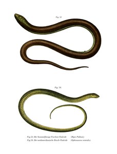 Bipes Pallasii by German School