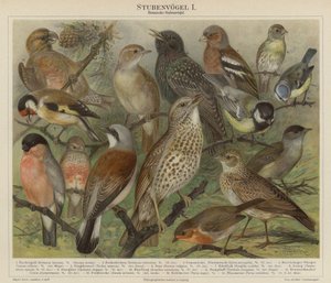 Birds