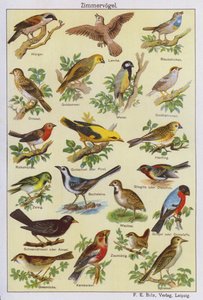 Birds by German School