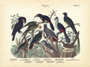 Birds