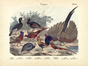 Birds