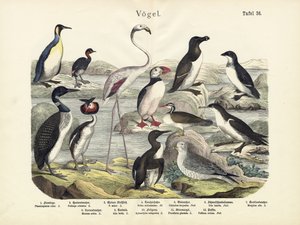 Birds