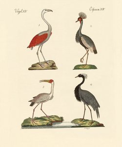 Birds from Hot Countries