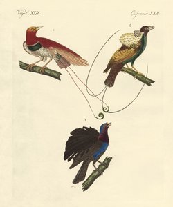 Birds of Paradise by German School