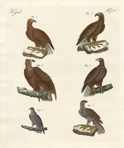 Birds of prey
