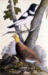 Black-Throated Thrush and Partridge, c.1740