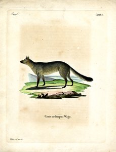Black-backed Jackal by German School