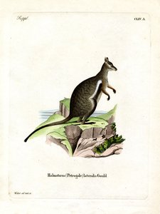 Black-footed Rock-wallaby by German School