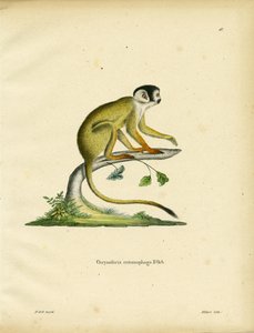 Black-headed Squirrel Monkey by German School