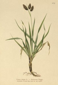 Black Alpine-sedge