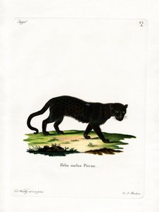 Black Leopard by German School