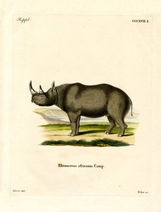 Black Rhinoceros