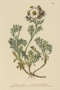 Black Yarrow by German School