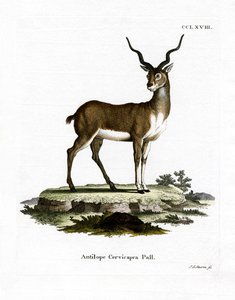 Blackbuck by German School