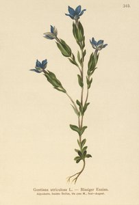 Bladder Gentian by German School