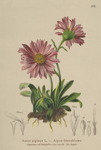 Blue Alpine Daisy by German School
