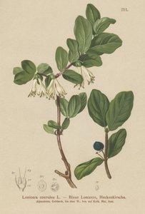 Blue Honeysuckle