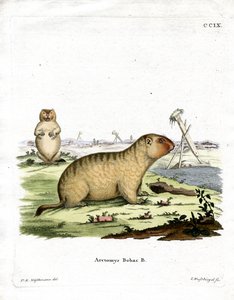 Bobac Marmot by German School