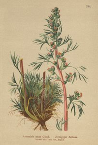 Boreal Wormwood