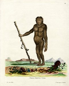 Bornean Orangutan