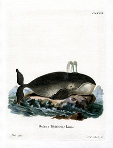 Bowhead Whale