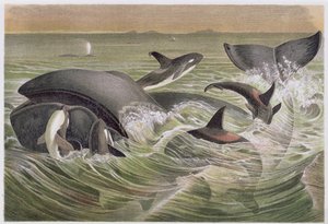 Bowhead and Killer Whales, plate from Brehms Tierleben