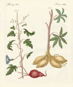 Bread Plants