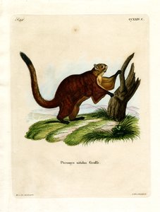 Brilliant Flying Squirrel by German School