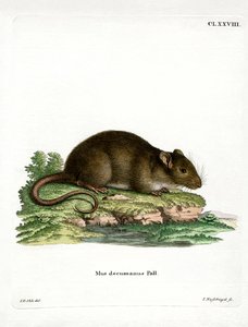 Brown Rat by German School