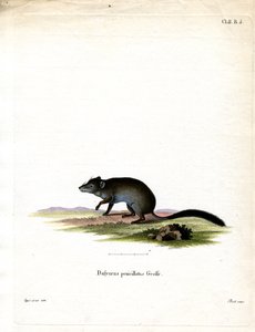 Brush-tailed Phascogale