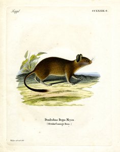 Brush-tailed Rat